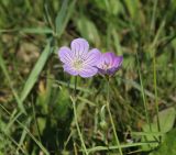 Geranium collinum