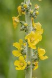 genus Verbascum. Часть соцветия. Карачаево-Черкесия, Карачаевский р-н, окр. пос. Домбай, дол. р. Алибек, субальпийский луг. 21.06.2024.