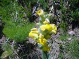 Смотреть изображение Phlomoides fulgens