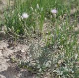 Klasea erucifolia