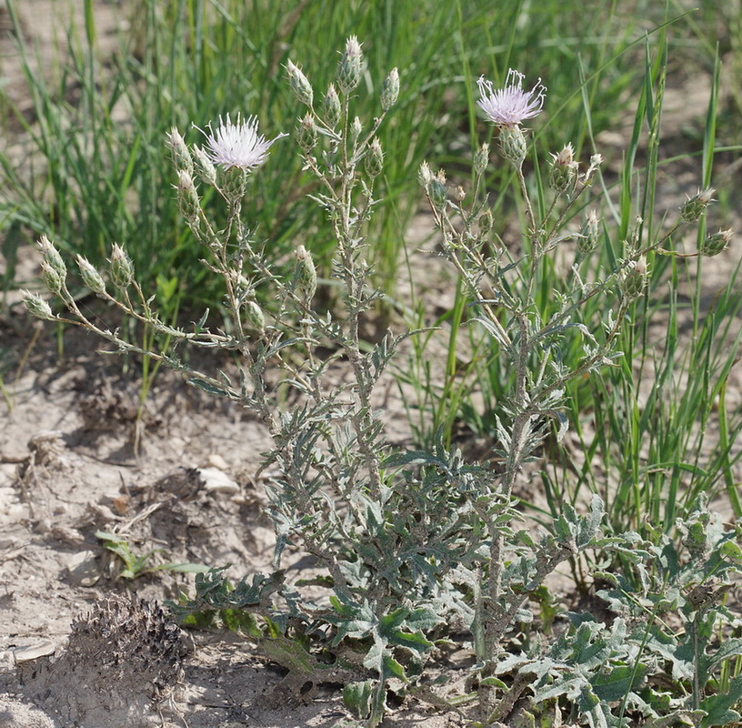 Image of Klasea erucifolia specimen.