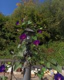 Ipomoea purpurea