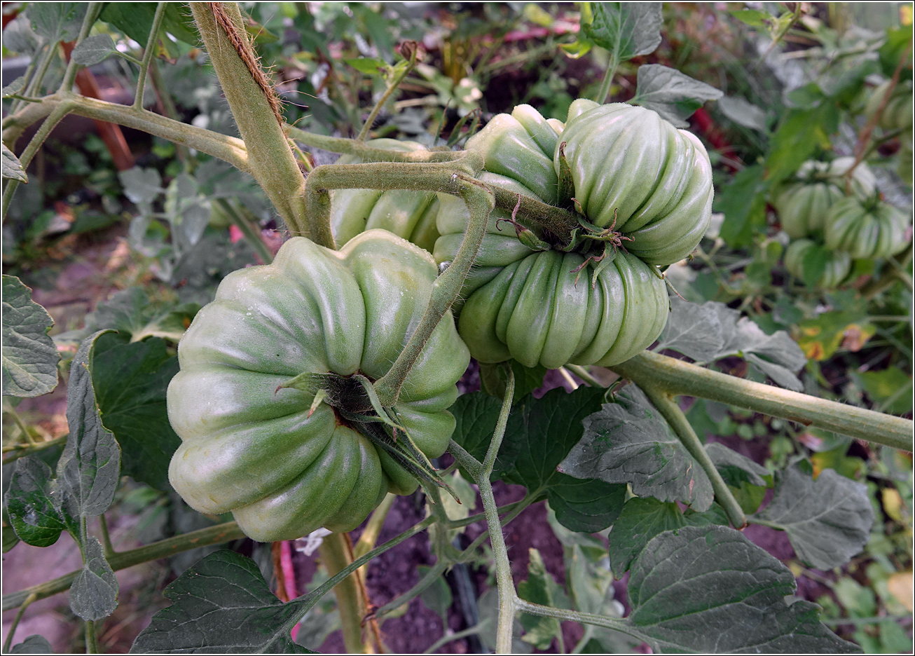 Изображение особи Lycopersicon esculentum.