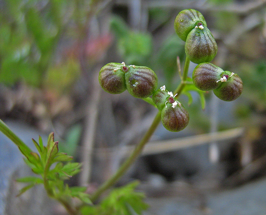 Изображение особи Bifora testiculata.