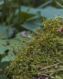 Stereodon pallescens