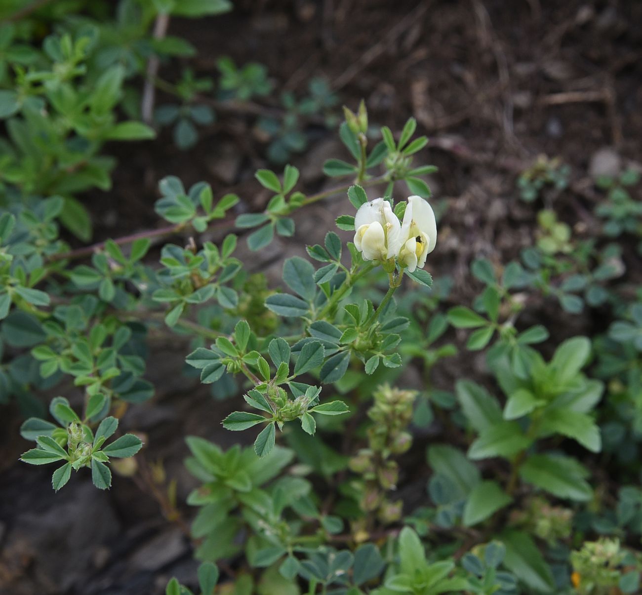 Image of Medicago × varia specimen.