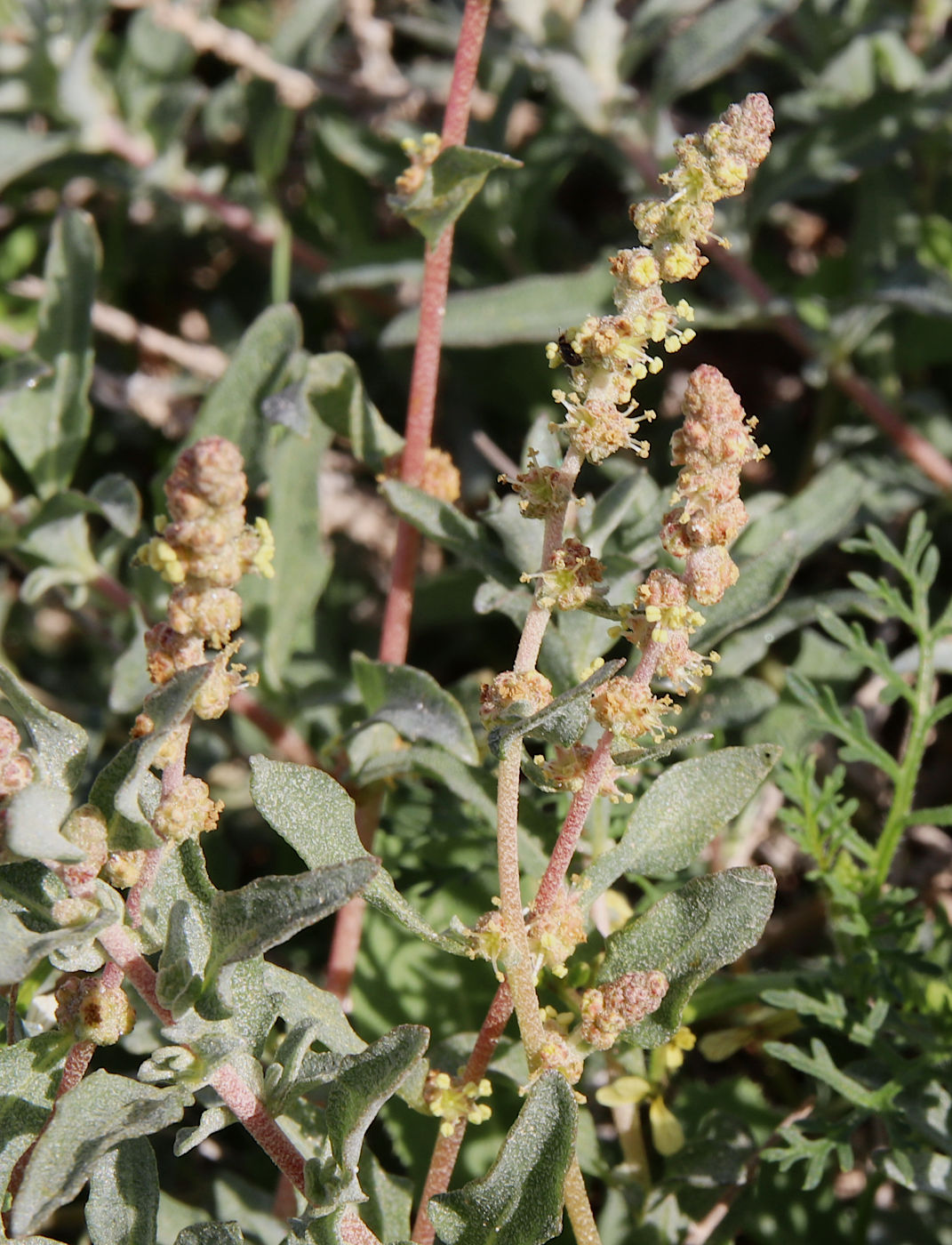 Изображение особи Atriplex glauca.