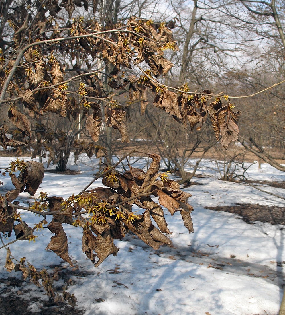 Image of Hamamelis vernalis specimen.