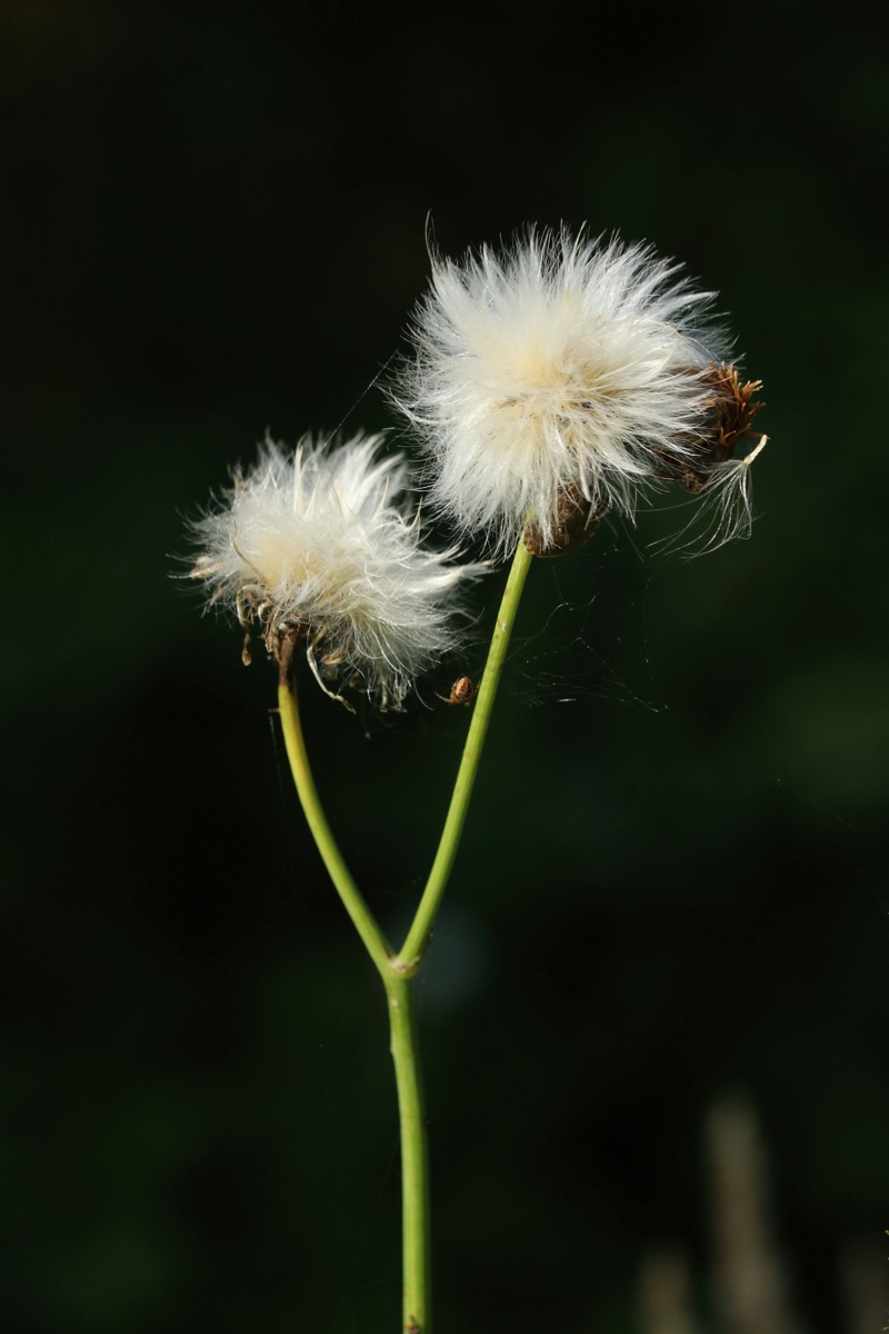 Image of Sonchus arvensis specimen.