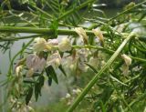 Astragalus sulcatus