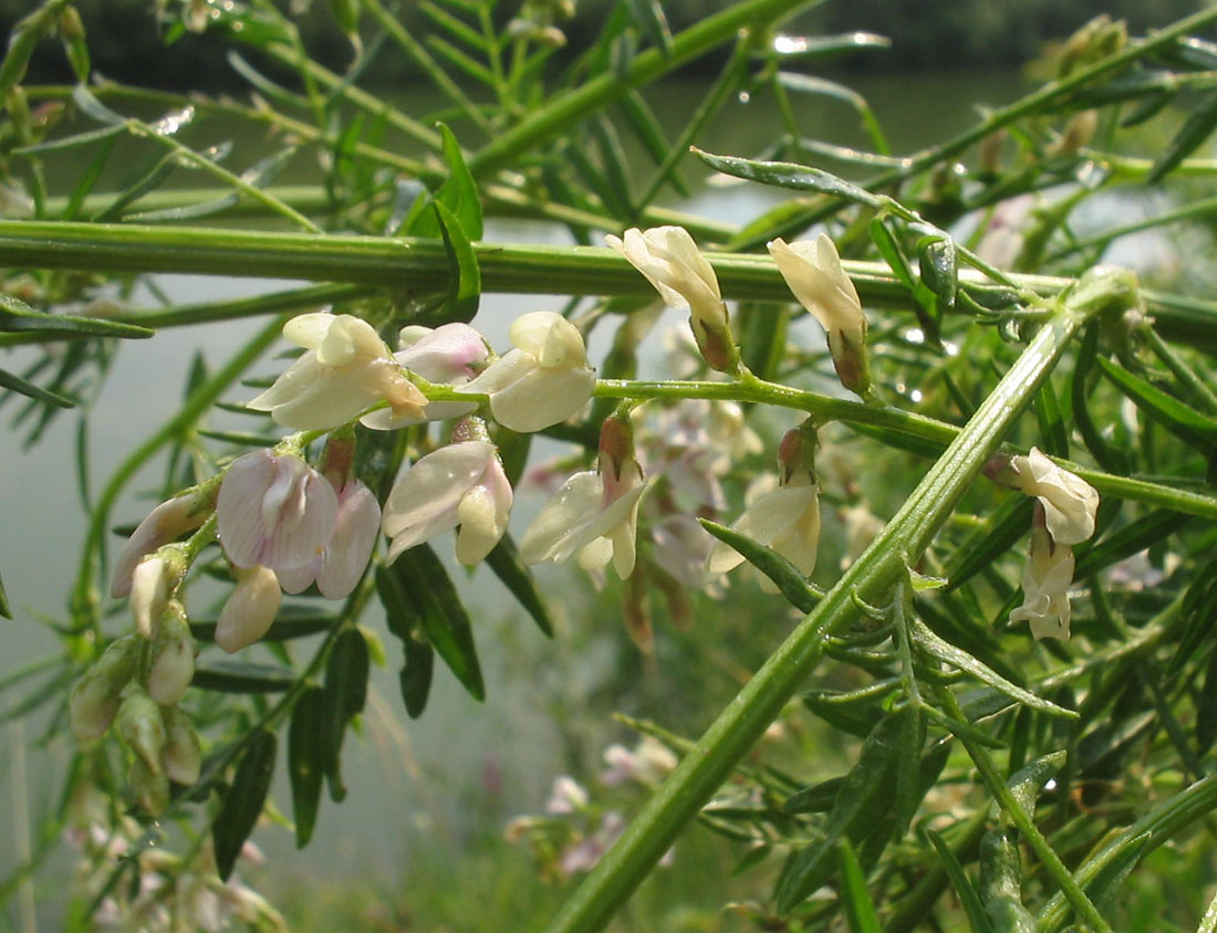 Image of Astragalus sulcatus specimen.