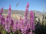 Psylliostachys suworowii