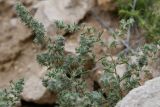 семейство Chenopodiaceae. Верхушка цветущего растения. Таджикистан, Хатлонская обл., Кабодиёнский р-н, хр. Аруктау, окр. пер. Дандан-Чикан, пестроцветы, крупнообломочная осыпь переполненного окаменевшими раковинами и гипсом песчаника. 18 апреля 2025 г.