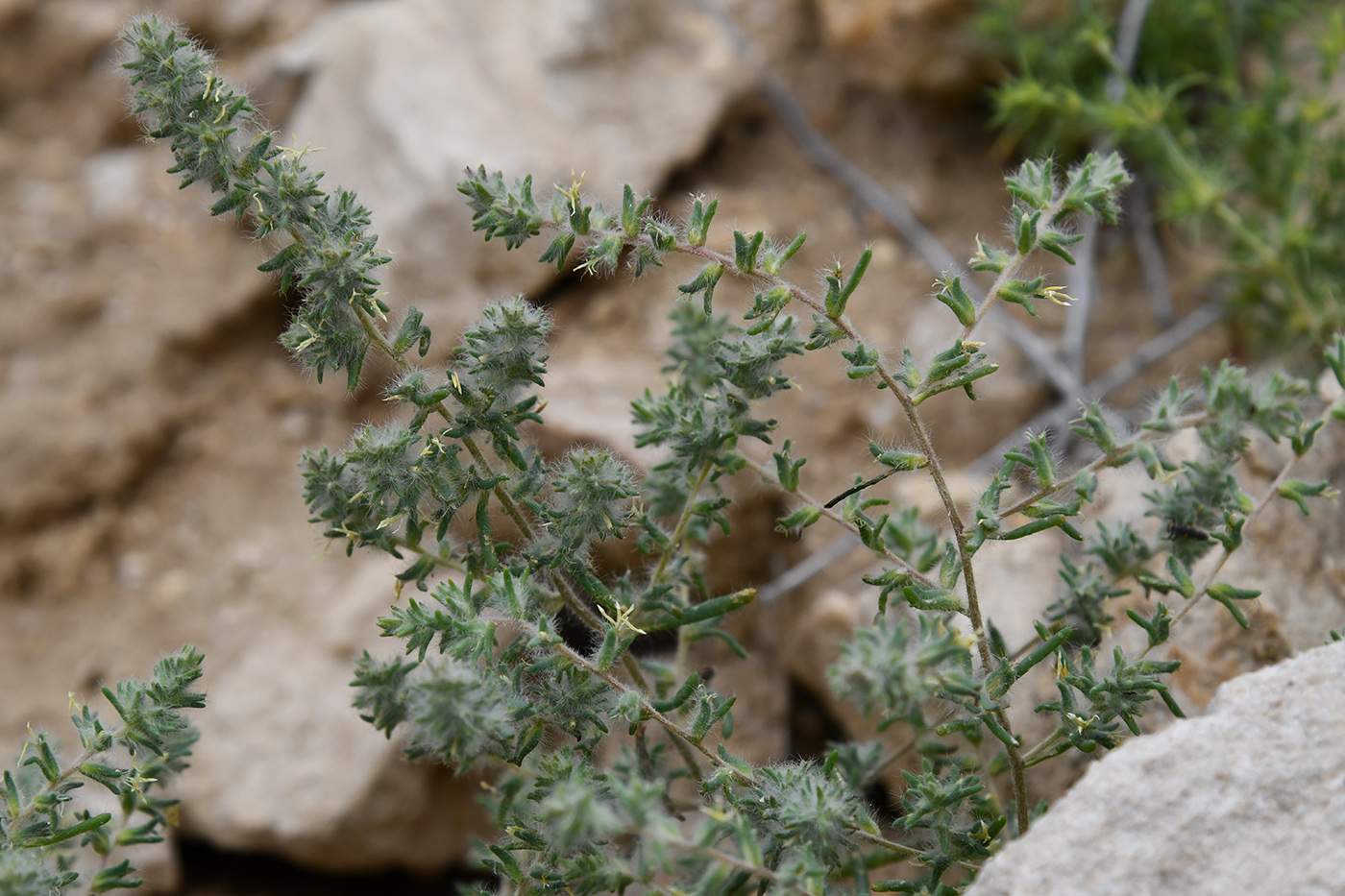 Изображение особи семейство Chenopodiaceae.