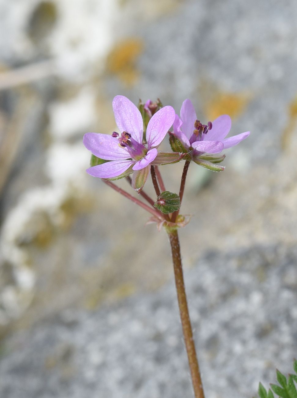 Image of Erodium cicutarium specimen.