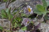 Erigeron uniflorus. Цветущее растение. Карачаево-Черкесия, Домбай, гора Мусса-Ачитара, ≈ 2900 м н.у.м., каменистый склон. 19.07.2012.