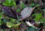 Reynoutria sachalinensis. Верхушка побега с развивающимися листьями. Московская обл., Раменский р-н, окр. дер. Хрипань, садовый участок. 11.06.2025.
