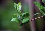 Philadelphus pubescens. Побег с молодыми листьями. Московская обл., Раменский р-н, окр. дер. Хрипань, садовый участок. 29.04.2024.