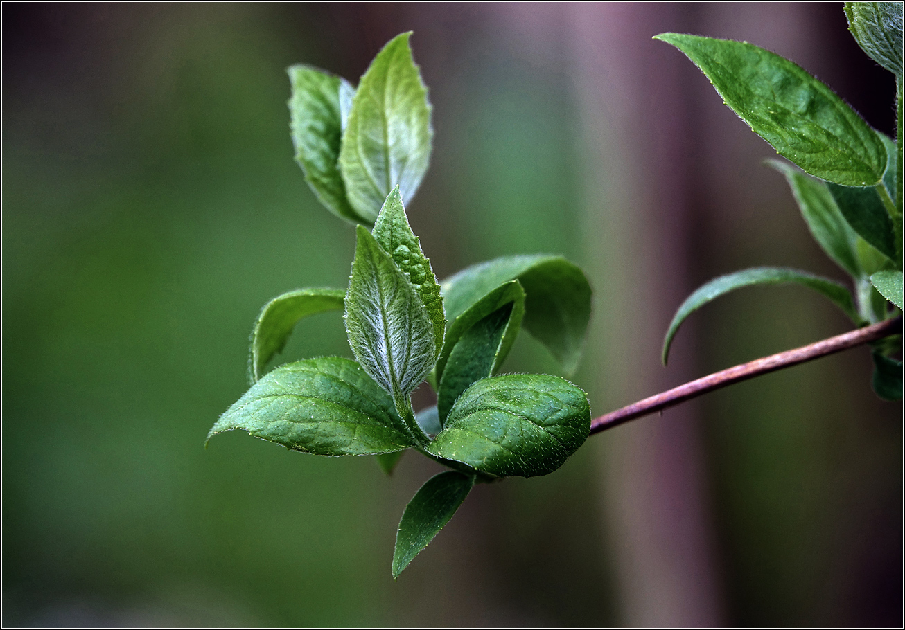 Изображение особи Philadelphus pubescens.
