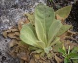 род Verbascum