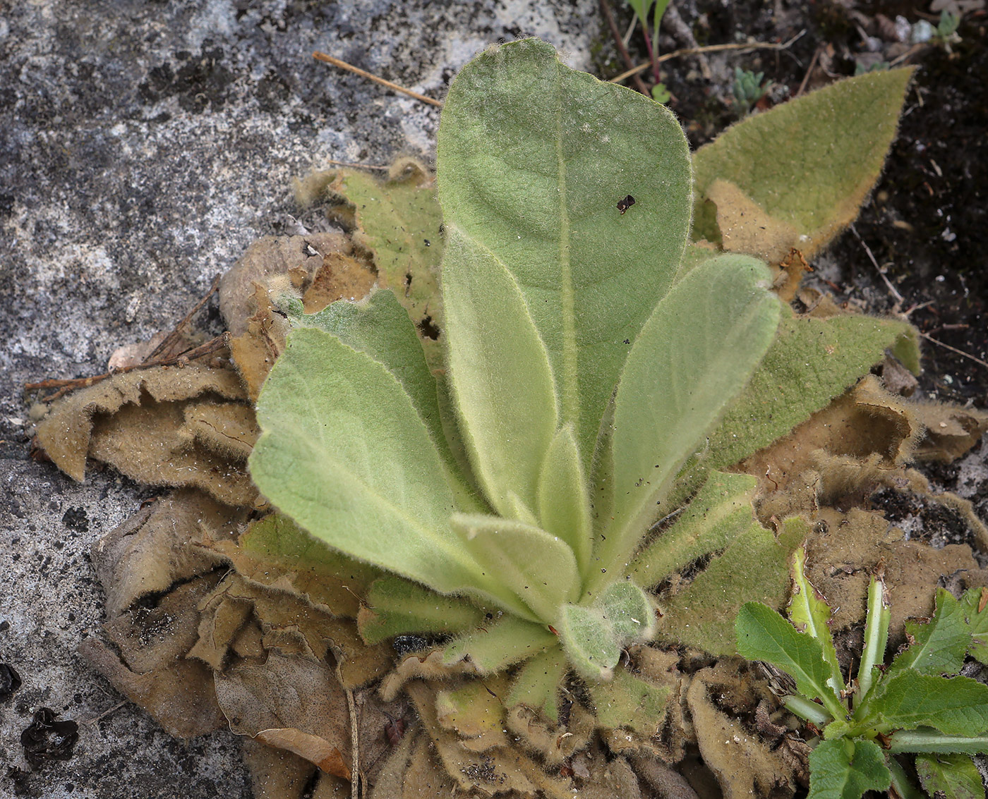 Изображение особи род Verbascum.