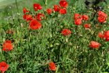 Papaver rhoeas. Верхушки цветущих и плодоносящих растений. Калининградская обл., Гурьевский р-н, пос. Некрасово, окраина поля. 30.06.2025.