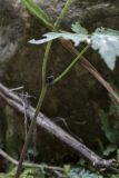 Image of taxon representative. Author is Николай Мыльников