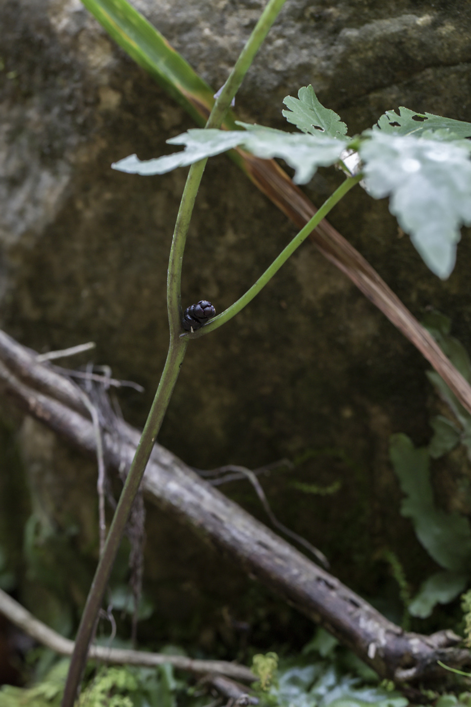 Image of Cardamine bulbifera specimen.
