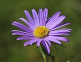 Callistephus chinensis