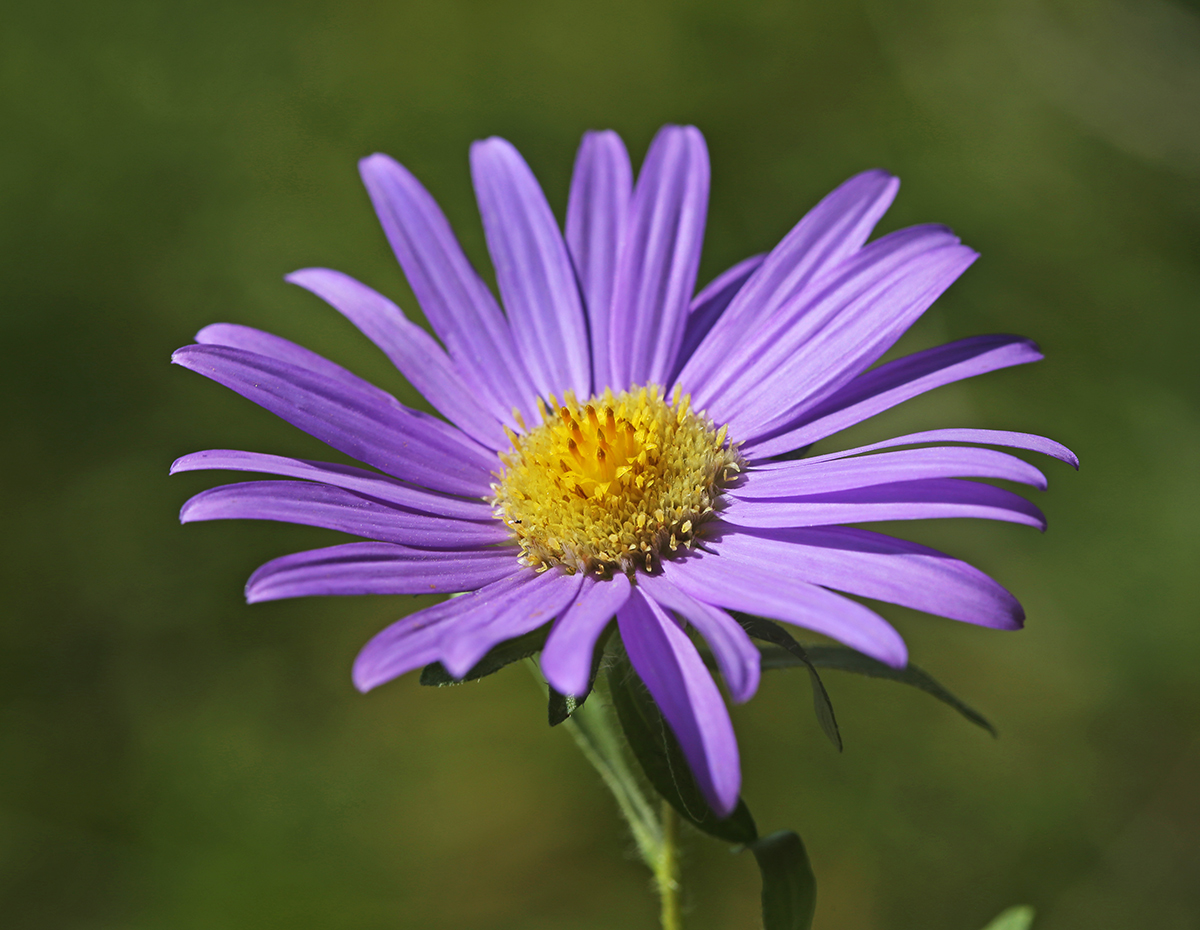 Изображение особи Callistephus chinensis.