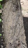 unknown species. Часть ствола. Турция, ил Ван, остров Ахтамар. 22 мая 2025 г.