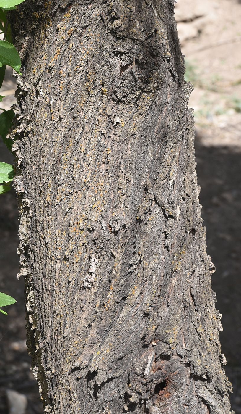 Image of Unknown species specimen.
