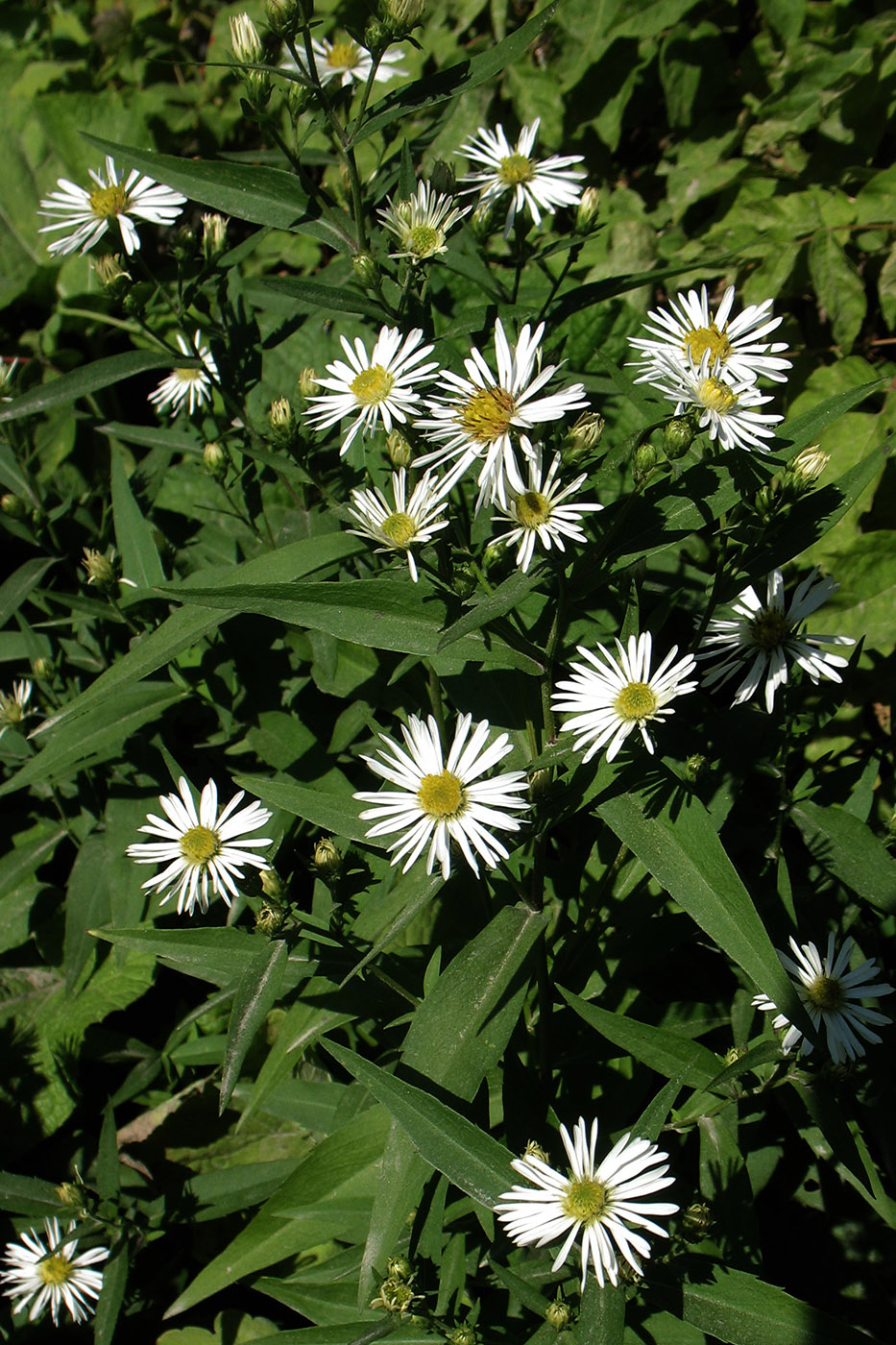 Изображение особи Symphyotrichum &times; salignum.