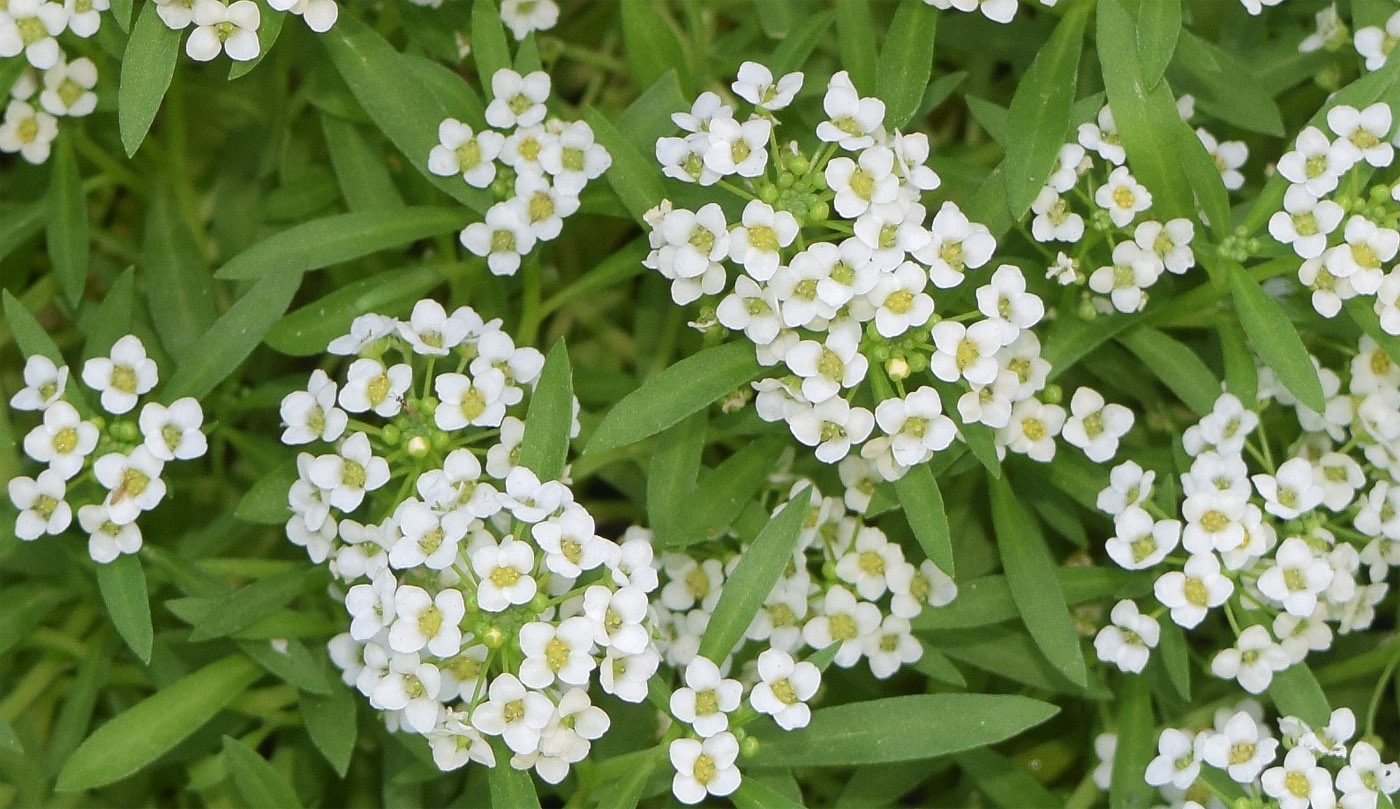 Image of Lobularia maritima specimen.