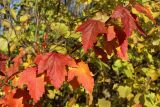 Physocarpus opulifolius. Побег в верхней части кроны с листвой в осенней окраске. Санкт-Петербург, Дудергофские высоты, Ореховая гора, северный край грунтового стадиона, опушка широколиственного леса. 18.10.2025.