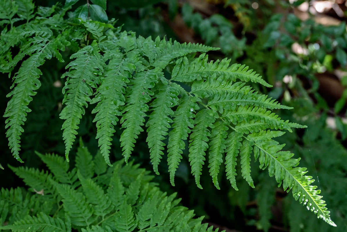 Изображение особи род Pteris.