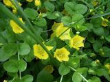 Lysimachia nummularia