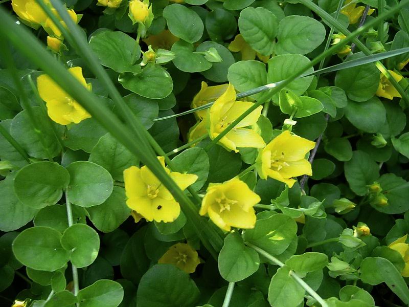 Image of Lysimachia nummularia specimen.