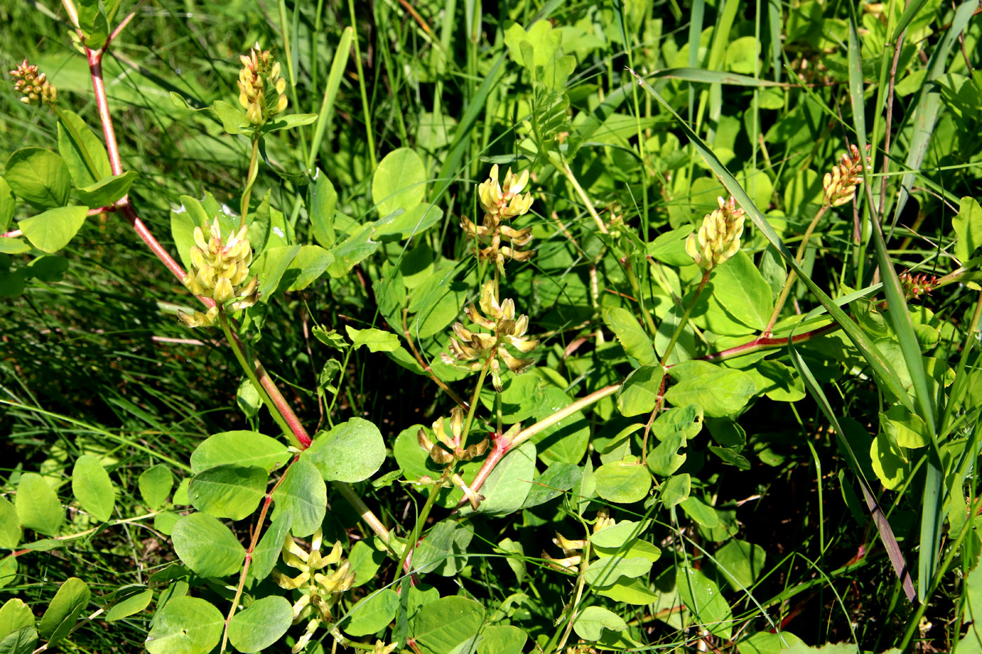 Изображение особи Astragalus glycyphyllos.