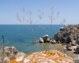 семейство Brassicaceae