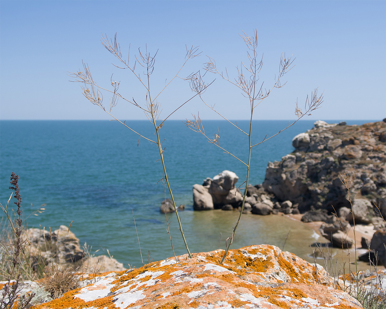 Изображение особи семейство Brassicaceae.