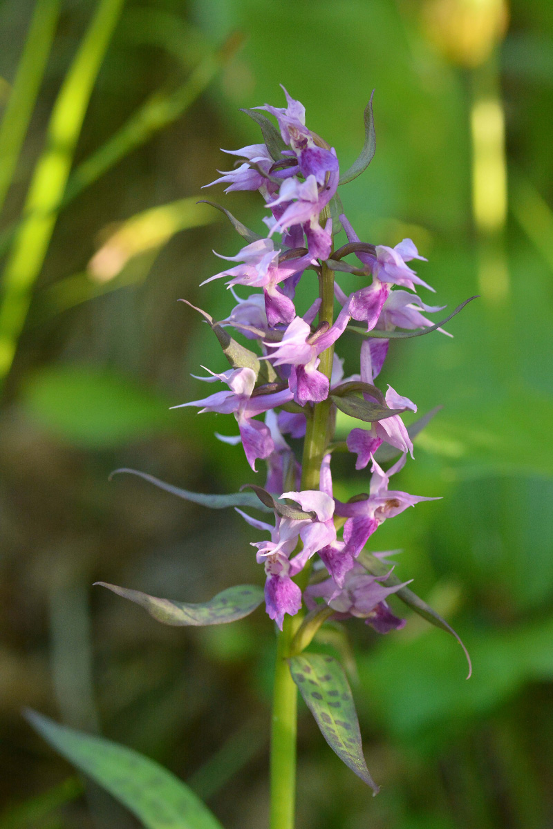 Image of Dactylorhiza aristata specimen.