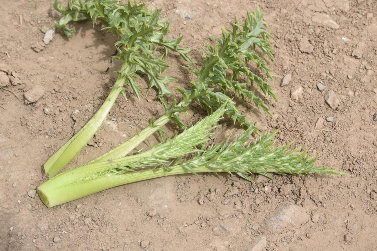 Image of Unknown species specimen.