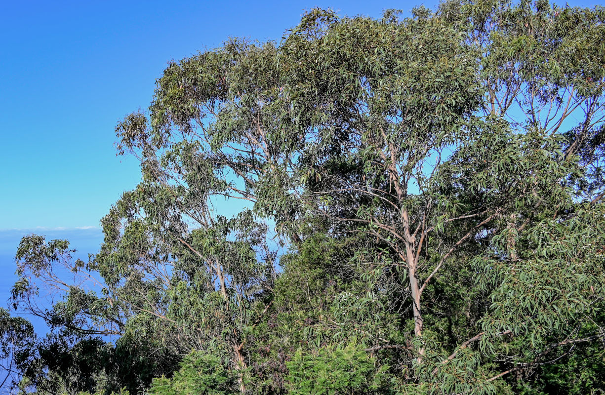 Изображение особи Eucalyptus globulus.