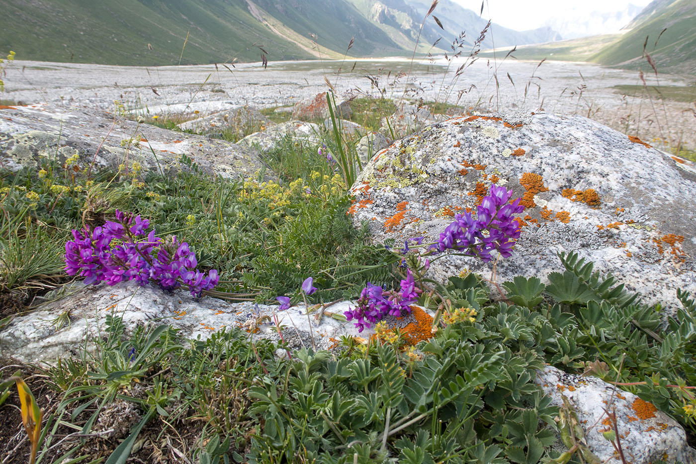 Image of Oxytropis owerinii specimen.