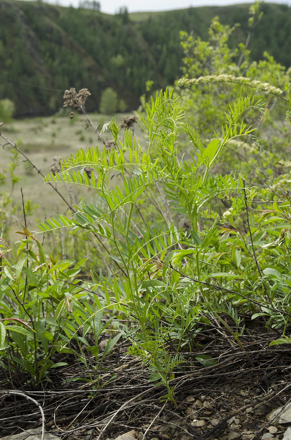 Image of Vicia tenuifolia specimen.