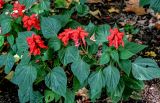 Salvia splendens