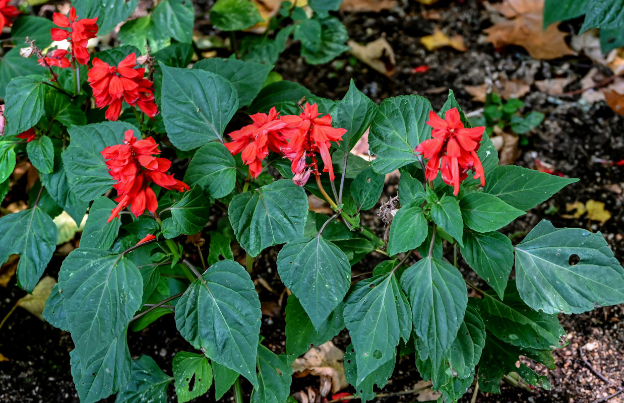 Изображение особи Salvia splendens.