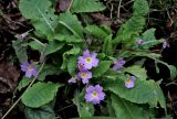 Primula vulgaris. Цветущее растение. Краснодарский край, Сочи, Хостинский р-н, национальный парк \"Тиссо-самшитовая роща\", малое кольцо. 18 февраля 2026 г.
