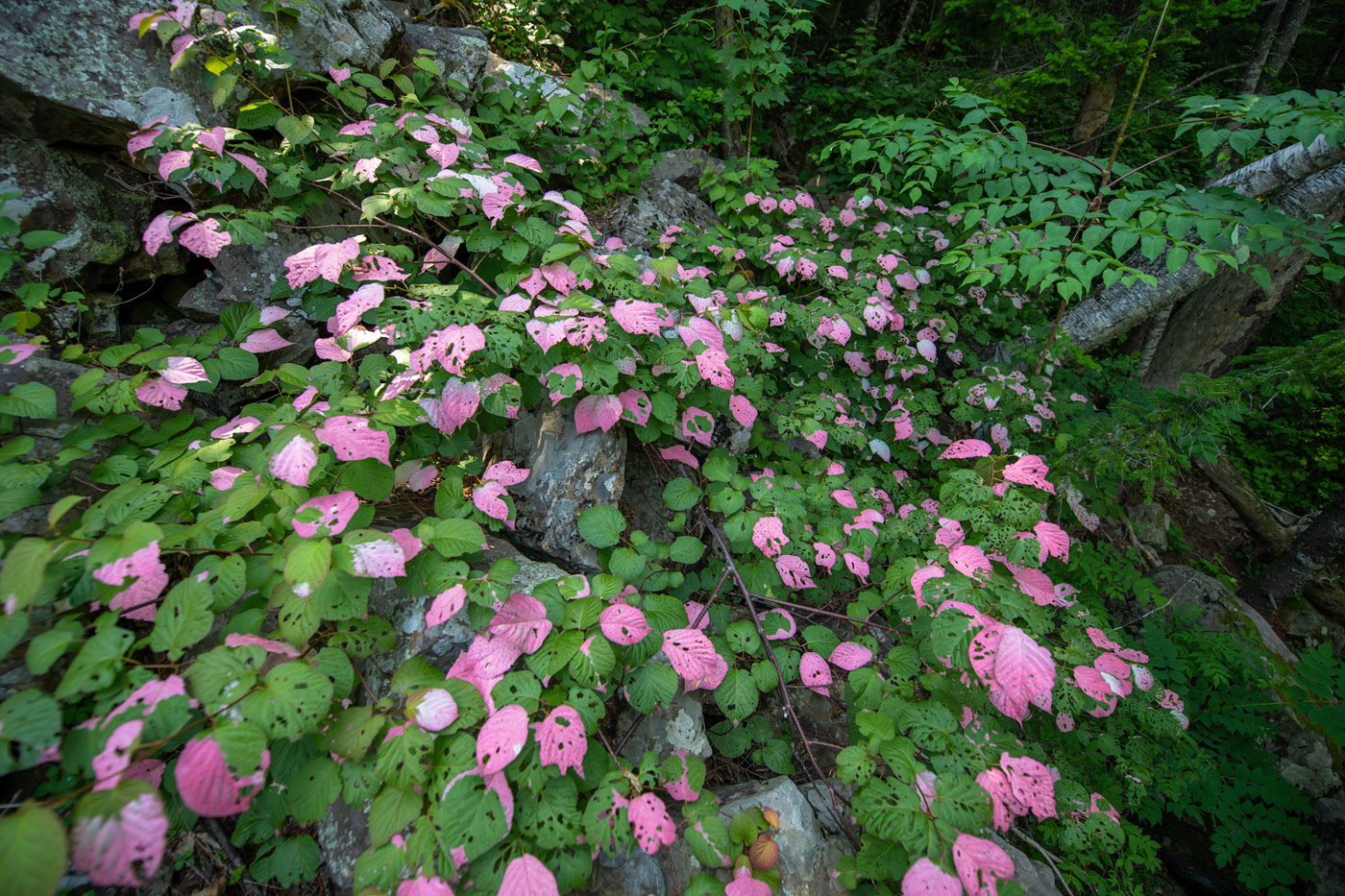 Изображение особи Actinidia kolomikta.